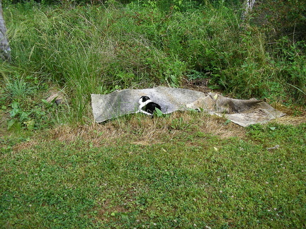 d zoo 023